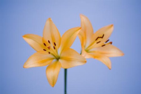 告诉师节给老师送什么花（附送各种花朵的含义）