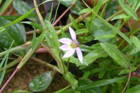 半边莲的养殖办法和注意些什么