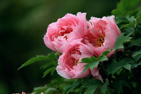 牡丹花语，有什么传说