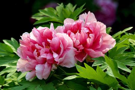 牡丹花语，有什么传说