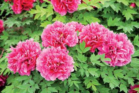 牡丹花语，有什么传说