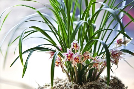 春兰的养殖办法和注意些什么