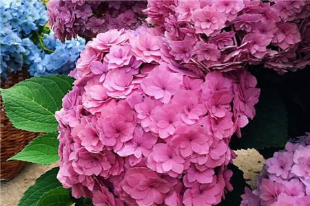 绣球花的花语是啥，适合送给什么人？