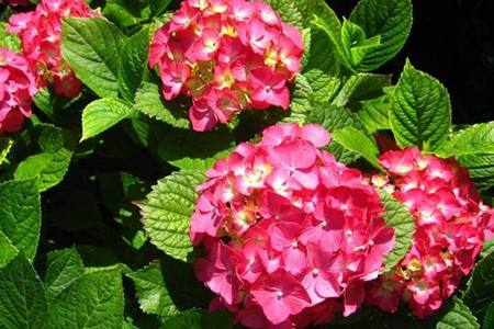 绣球花的花语是啥，适合送给什么人？