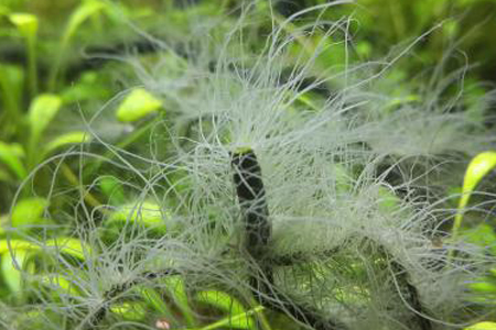 怎么种植水藻，怎么样防止水藻长得太多