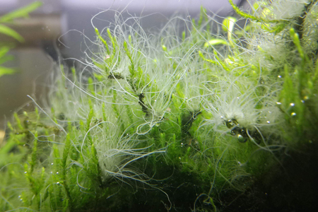 怎么种植水藻，怎么样防止水藻长得太多