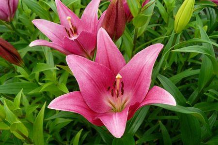 百合花花语，不同品种有什么寓意