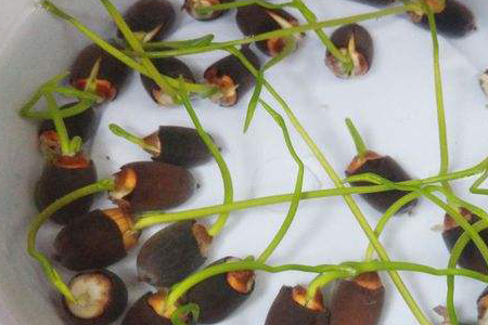 睡莲的种植办法，有什么注意些什么