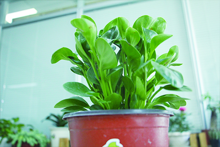 豆瓣绿怎么种植，怎么繁殖