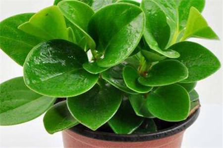 豆瓣绿怎么种植，怎么繁殖