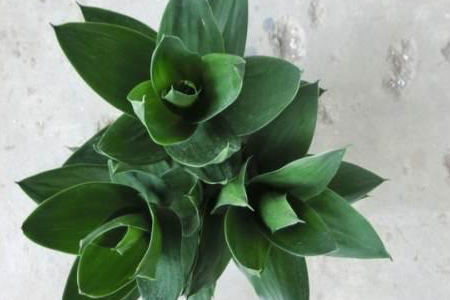 怎么种植荷花竹，有什么养殖技巧？