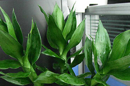 怎么种植荷花竹，有什么养殖技巧？