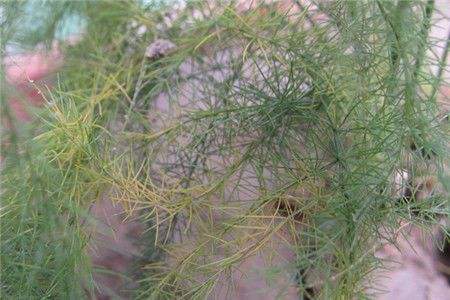 文竹叶子黄了解决办法，会死掉吗