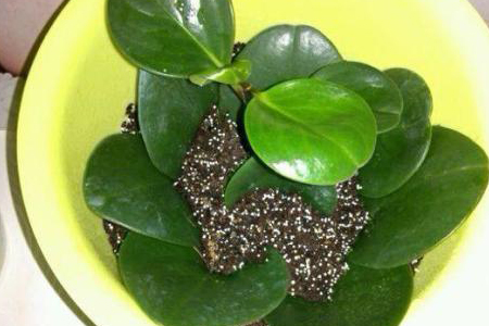 豆瓣绿怎么种植，怎么繁殖