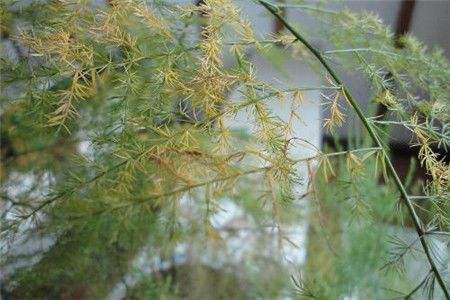 文竹叶子黄了解决办法，会死掉吗