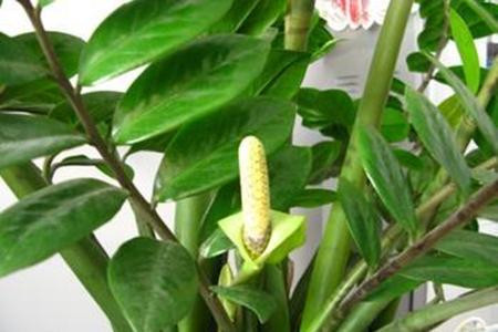 金钱树怎么种植，会开花吗