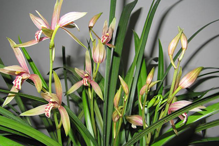 怎么养建兰，怎么种植它才能开花？