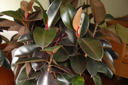 橡皮树的养殖办法和注意些什么，怎么繁殖