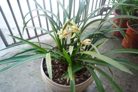 怎么养建兰，怎么种植它才能开花？