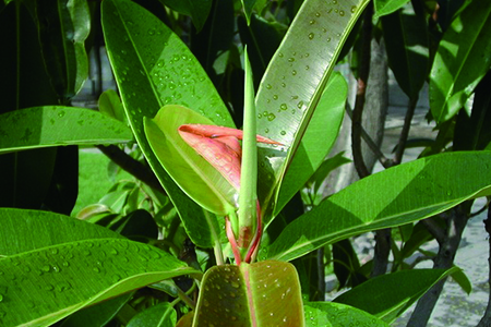 橡皮树的养殖办法和注意些什么，怎么繁殖