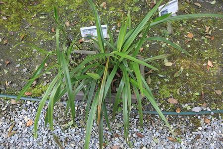 兰草的养殖办法，有什么注意些什么