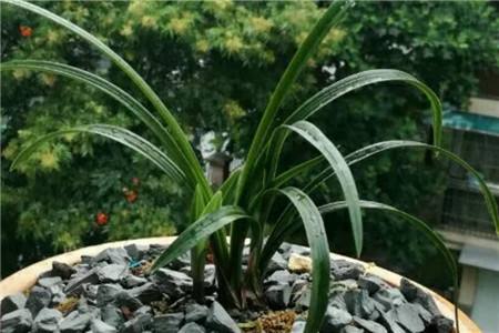 兰草的养殖办法，有什么注意些什么