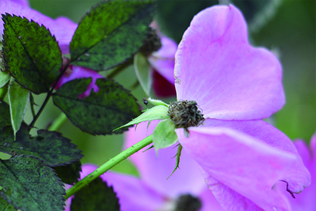 月季花语，与玫瑰的区别