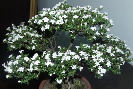 六月雪怎么种植（附修剪办法）