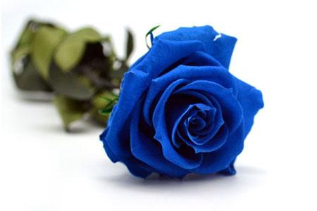 玫瑰花语，有什么禁忌