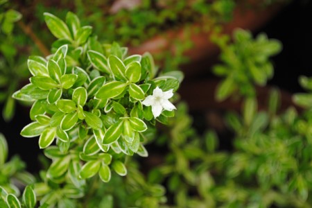 六月雪怎么种植（附修剪办法）