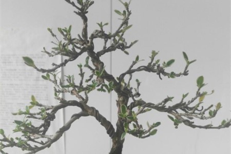 六月雪怎么种植（附修剪办法）