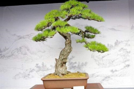 松树怎么种植，要要注意什么