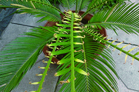 铁树叶子为什么发黄，解决办法