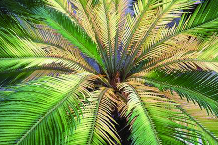 铁树叶子为什么发黄，解决办法