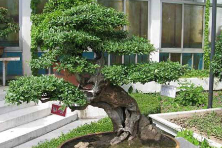 榕树盆景怎么种植，要要注意什么