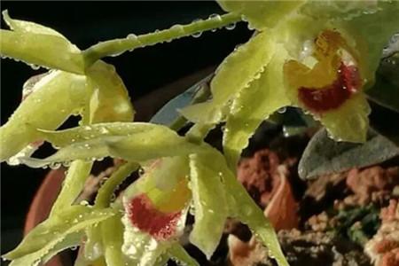 石斛花怎么种植，什么时候施肥