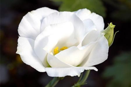 桔梗花的花语，怎么种植