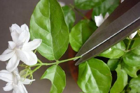 茉莉花怎么种植，要要注意什么
