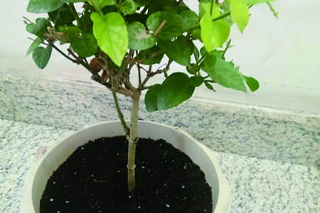 茉莉花怎么种植，要要注意什么