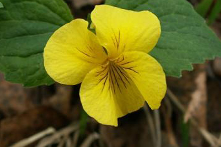 紫罗兰花语,有怎么样的传说