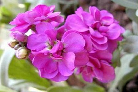 紫罗兰花语，有怎么样的传说