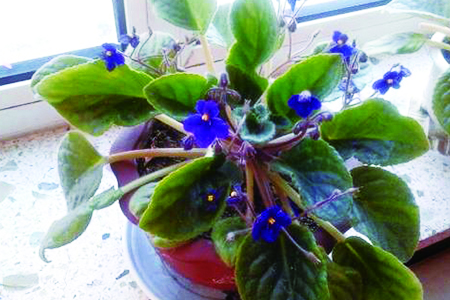 紫罗兰花语,有怎么样的传说