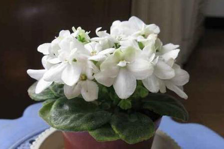 紫罗兰花语,有怎么样的传说