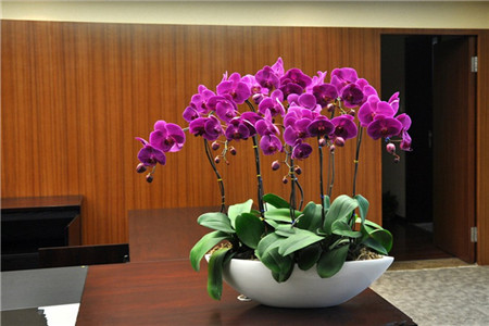 蝴蝶兰花怎么种植，怎么延长它开花的时间？