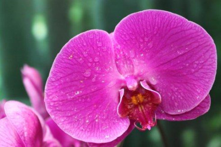 蝴蝶兰花怎么种植，怎么延长它开花的时间？