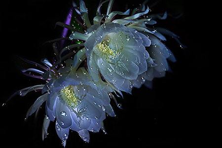 怎么种植昙花，怎么繁殖