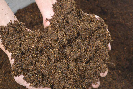 幸福树的养护办法，要要注意什么