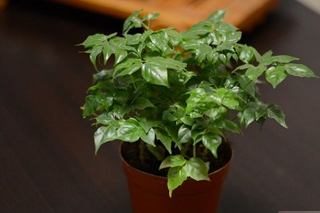 幸福树的养护办法，要要注意什么