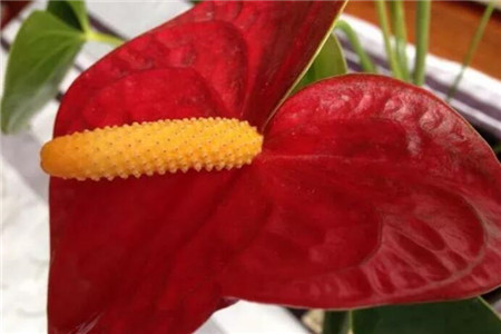 红掌的养殖办法和注意些什么大全