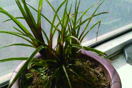 兰花的浇水技巧，浇什么水最好？